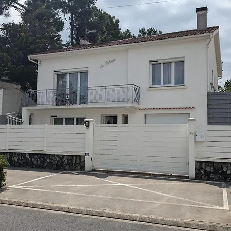 In The Pines Near The La Tranche-sur-Mer